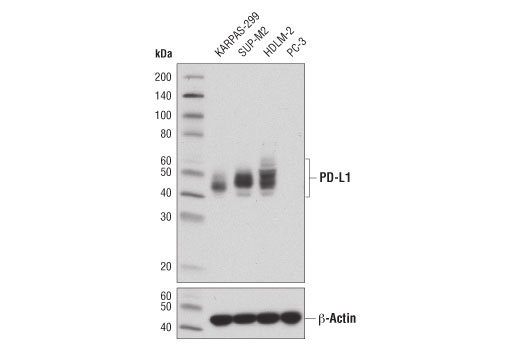 Western Blotting Image 1: PD-L1 (405.9A11) Mouse mAb