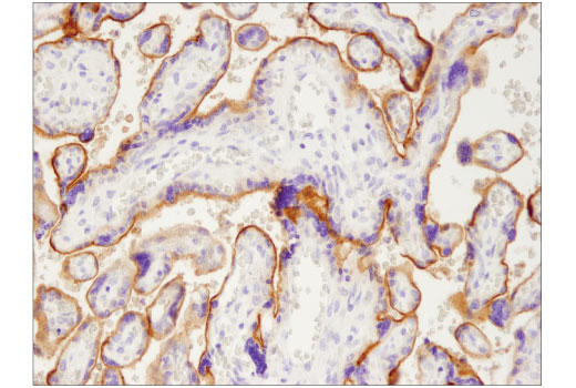 Immunohistochemistry Image 4: PD-L1 (405.9A11) Mouse mAb