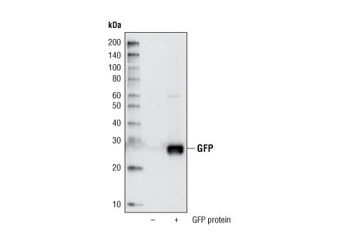 Western Blotting Image 1: GFP (D5.1) Rabbit mAb (Biotinylated)