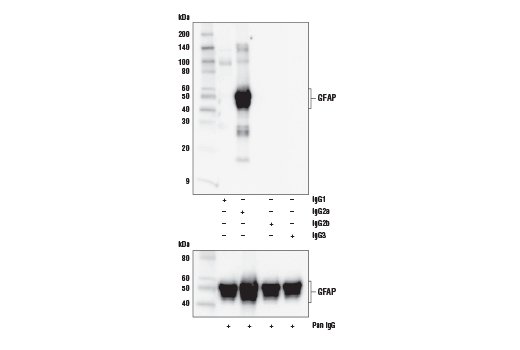 Western Blotting Image 2: GFAP (E6N9L) Mouse mAb (BSA and Azide Free)