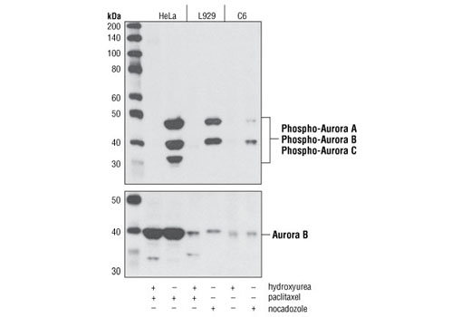 Image 3: Microglia Proliferation Module Antibody Sampler Kit
