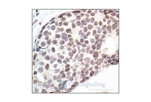 Immunohistochemistry Image 1: CDK7 (MO1) Mouse mAb