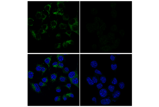 Immunofluorescence Image 4: CD68 (E3O7V) Rabbit mAb (BSA and Azide Free)
