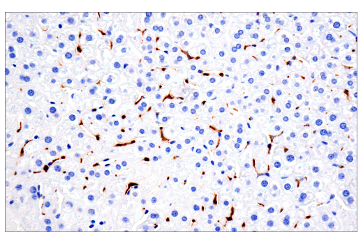 Immunohistochemistry Image 8: CD68 (E3O7V) Rabbit mAb (BSA and Azide Free)