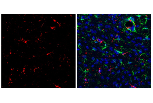 Immunofluorescence Image 1: CD68 (E3O7V) Rabbit mAb (BSA and Azide Free)