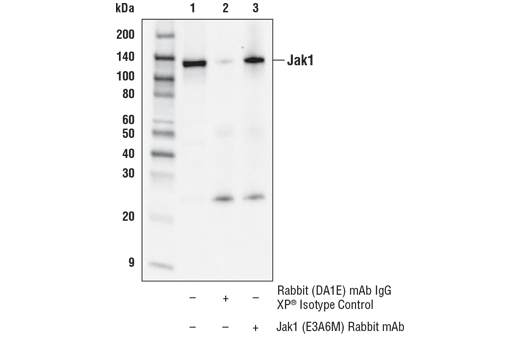 Immunoprecipitation Image 1: Jak1 (E3A6M) Rabbit mAb