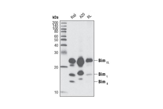  Image 6: Pro-Apoptosis Bcl-2 Family Antibody Sampler Kit II