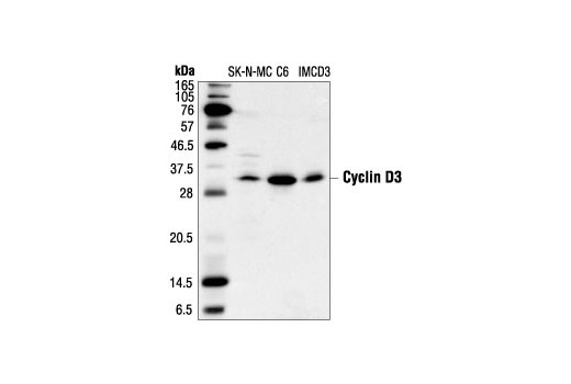 Western Blotting Image 1: Cyclin D3 (DCS22) Mouse mAb
