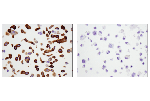 Immunohistochemistry Image 4: Tau (D1M9X) XP® Rabbit mAb (BSA and Azide Free)