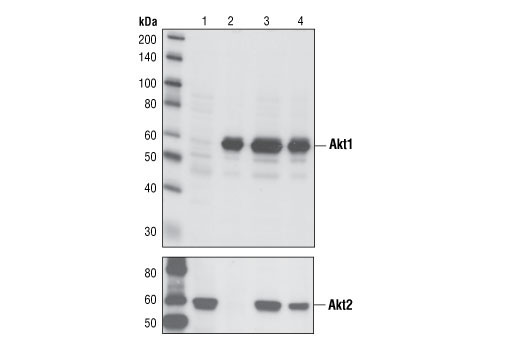  Image 7: Akt Isoform Antibody Sampler Kit
