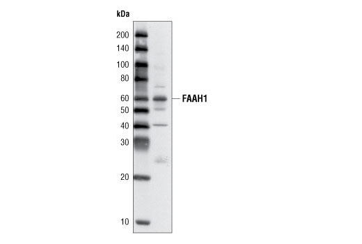 Western Blotting Image 1: FAAH1 (L14B8) Mouse mAb
