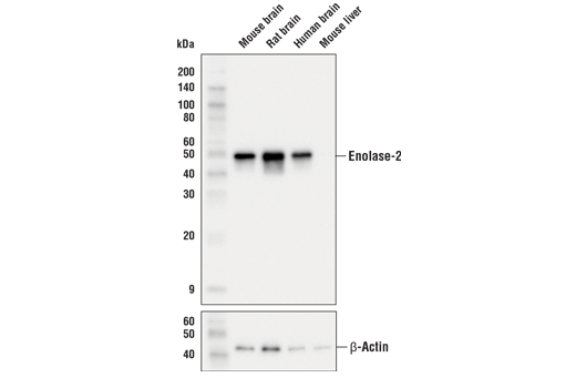 Western Blotting Image 1: Enolase-2 (E2H9X) XP® Rabbit mAb (BSA and Azide Free)