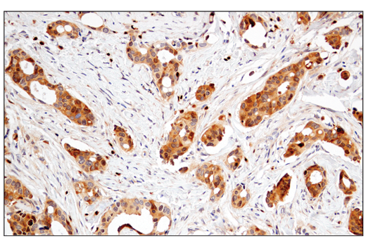 Immunohistochemistry Image 2: Enolase-2 (E2H9X) XP® Rabbit mAb (BSA and Azide Free)