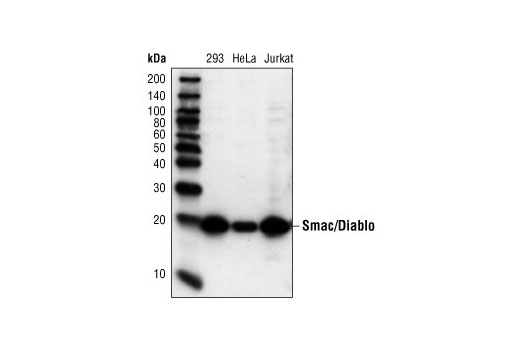 Image 3: Apoptotic Release Antibody Sampler Kit