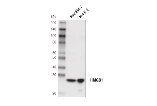 Western Blotting Image 1: HMGB1 (D3E5) Rabbit mAb (Biotinylated)