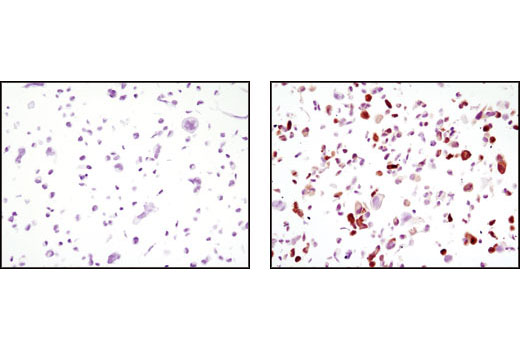 Immunohistochemistry Image 1: GFP (4B10) Mouse mAb