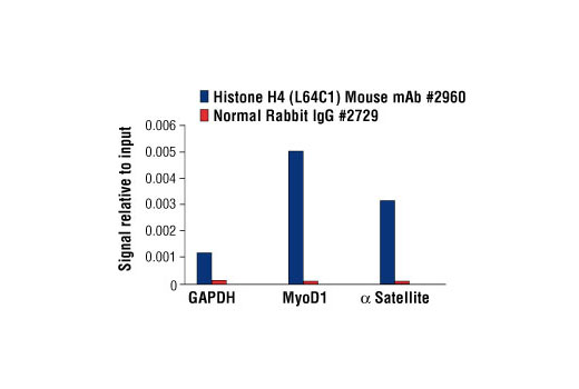 Chromatin Immunoprecipitation Image 1: Histone H4 (L64C1) Mouse mAb (ChIP Formulated)