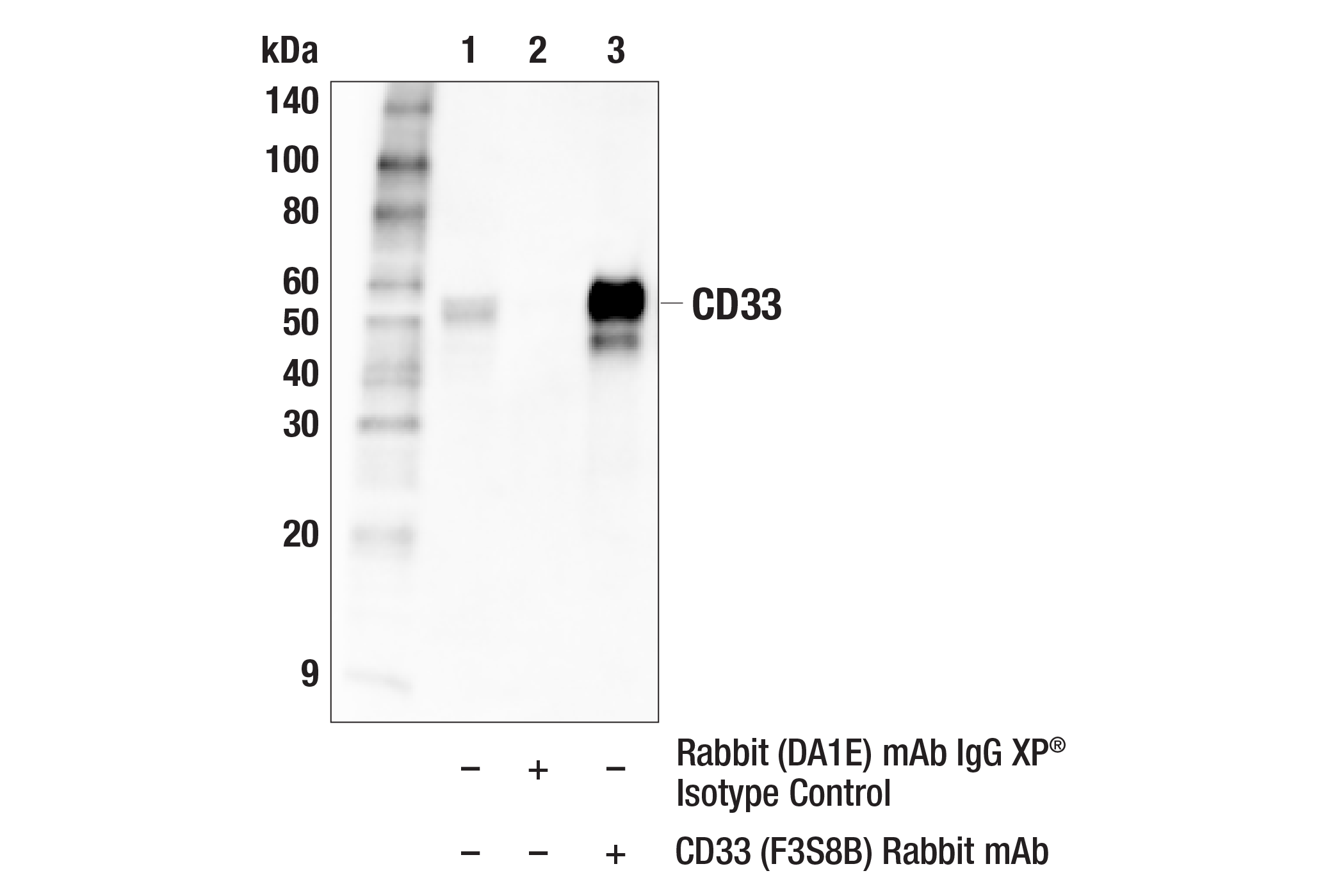 Immunoprecipitation Image 1: CD33 (F3S8B) Rabbit mAb