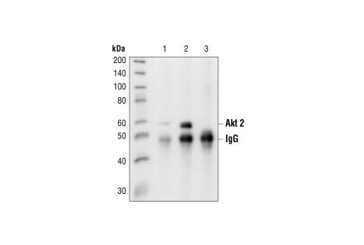 Western Blotting Image 1: Akt2 Antibody
