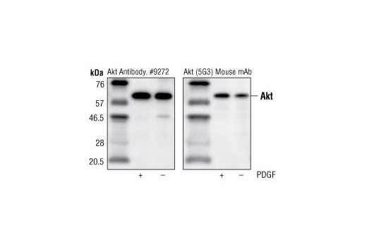 Immunoprecipitation Image 1: Akt (5G3) Mouse mAb