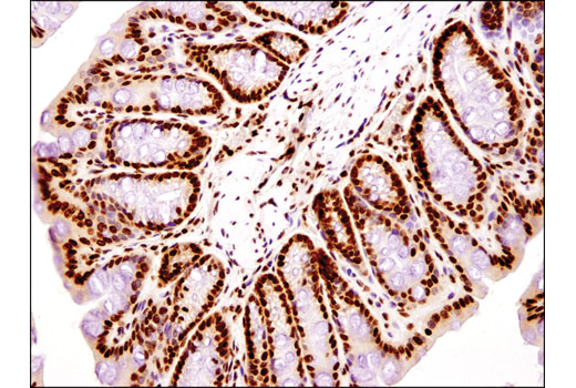 Immunohistochemistry Image 3: Histone H4 (D2X4V) Rabbit mAb (BSA and Azide Free)
