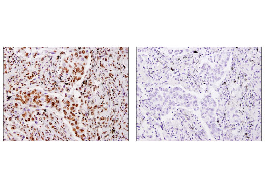 Immunohistochemistry Image 4: Histone H4 (D2X4V) Rabbit mAb (BSA and Azide Free)