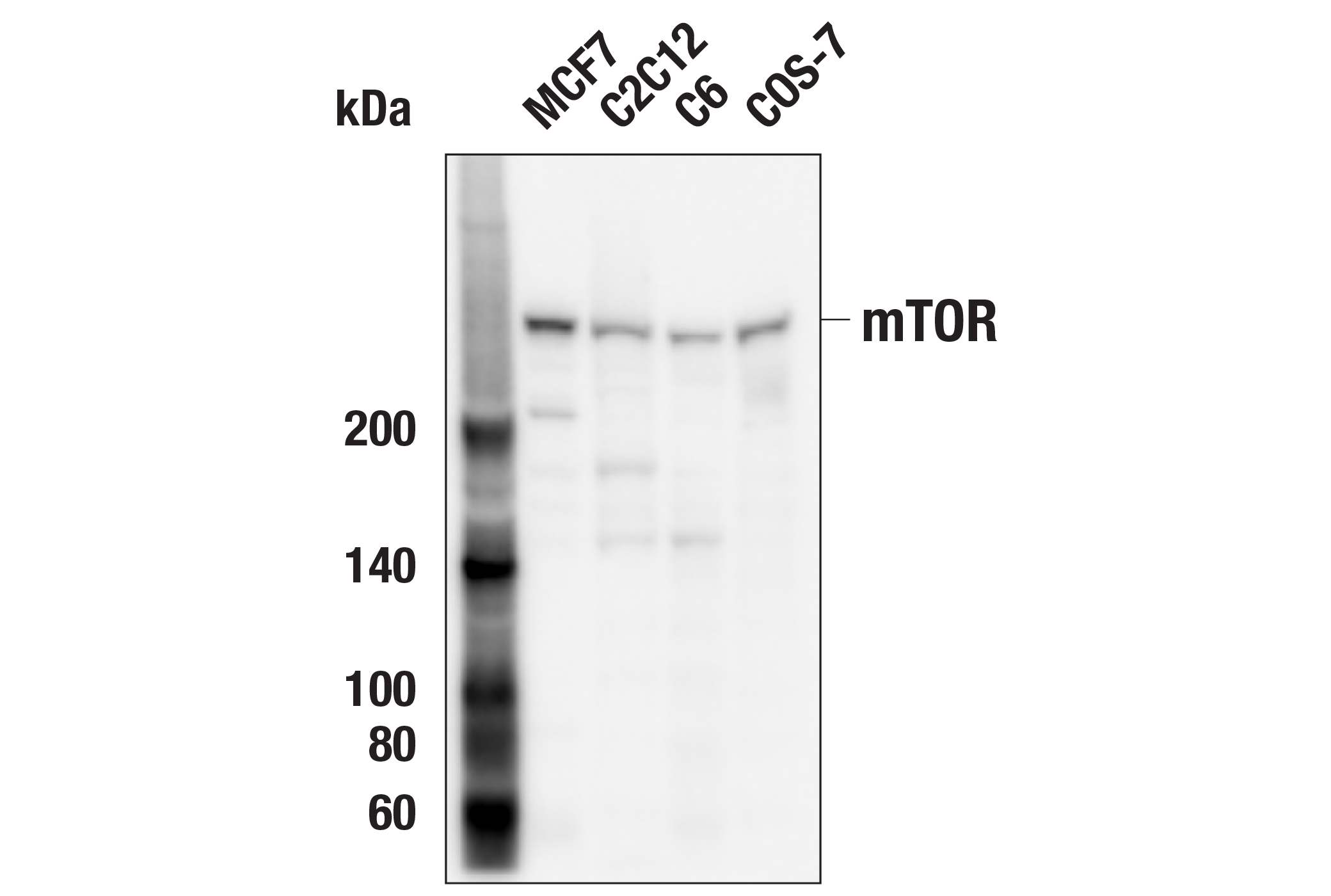 Western Blotting Image 4: mTOR Antibody