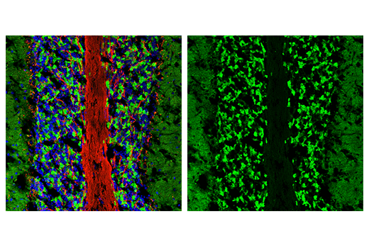 Immunofluorescence Image 1: SYNGR3 (E2R8R) Rabbit mAb (BSA and Azide Free)