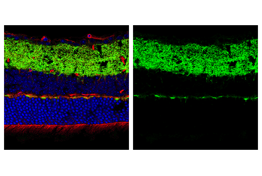 Immunofluorescence Image 2: SYNGR3 (E2R8R) Rabbit mAb (BSA and Azide Free)