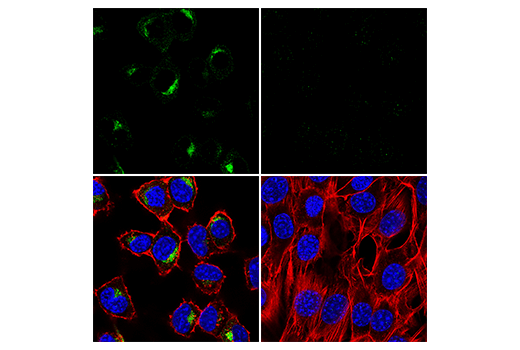 Immunofluorescence Image 3: SYNGR3 (E2R8R) Rabbit mAb (BSA and Azide Free)