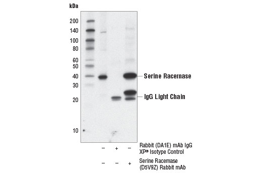 Immunoprecipitation Image 1: Serine Racemase (D5V9Z) Rabbit mAb