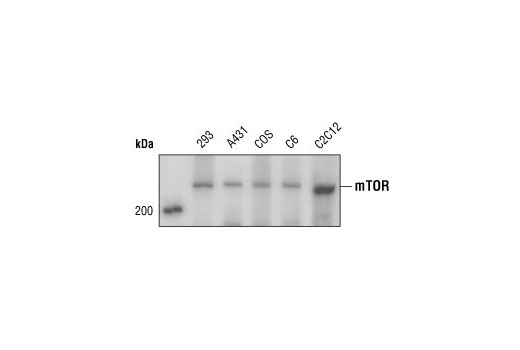  Image 1: PhosphoPlus® mTOR (Ser2448) Antibody Duet