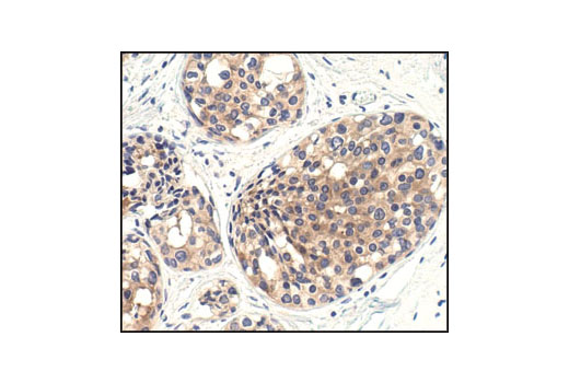 Immunohistochemistry Image 1: mTOR (7C10) Rabbit mAb