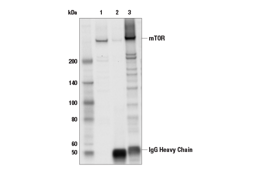  Image 3: PhosphoPlus® mTOR (Ser2448) Antibody Duet