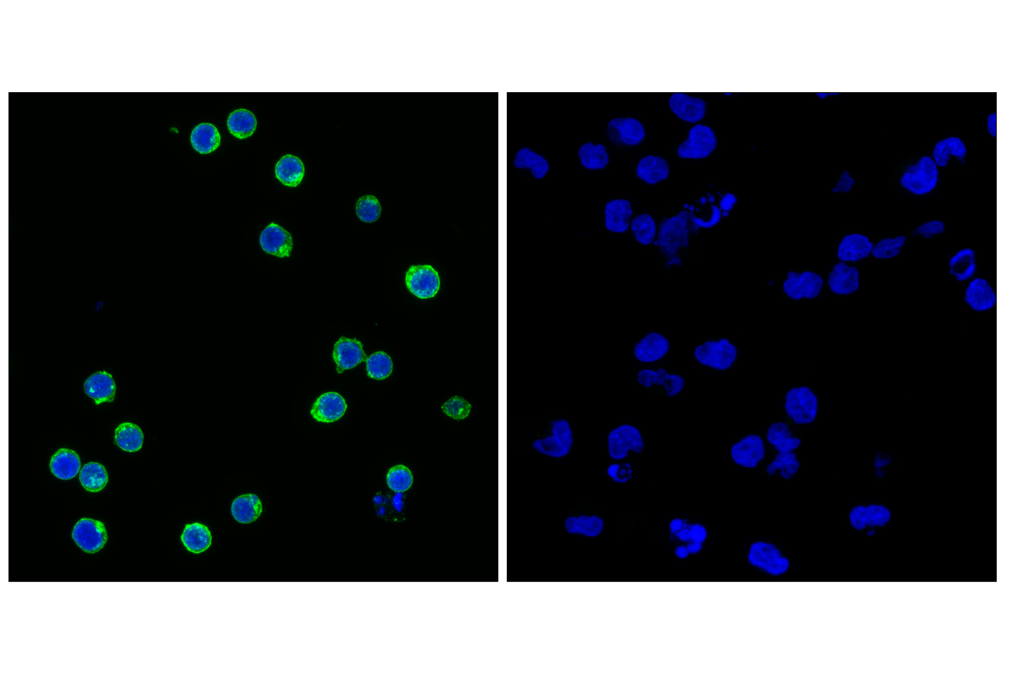  Image 2: Src Family Antibody Sampler Kit
