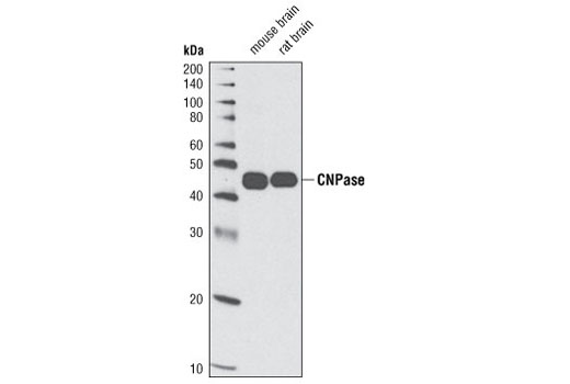 Western Blotting Image 1: CNPase Antibody