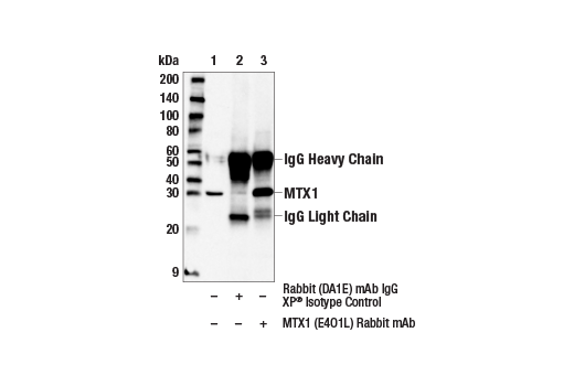 Immunoprecipitation Image 1: MTX1 (E4O1L) Rabbit mAb