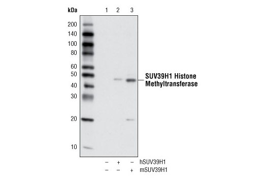Western Blotting Image 1: SUV39H1 Histone Methyltransferase Antibody