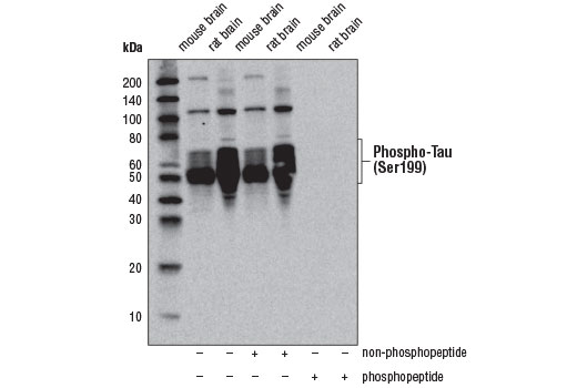 Western Blotting Image 2: Phospho-Tau (Ser199) Antibody
