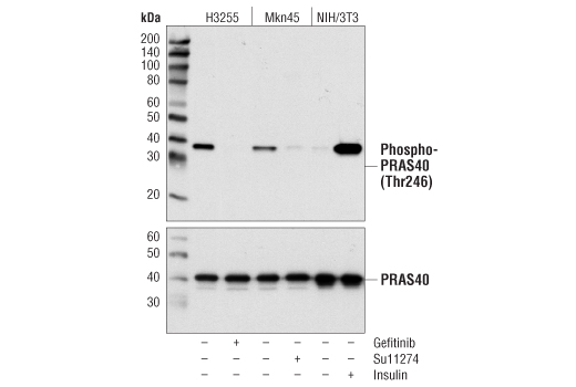  Image 3: PhosphoPlus® PRAS40 (Thr246) Antibody Duet