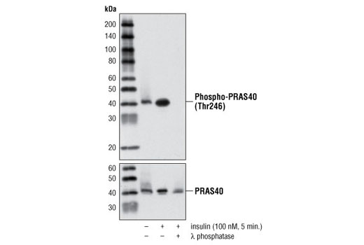 Image 5: PhosphoPlus® PRAS40 (Thr246) Antibody Duet