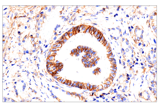 Immunohistochemistry Image 4: CD99 (PCB1) Mouse mAb