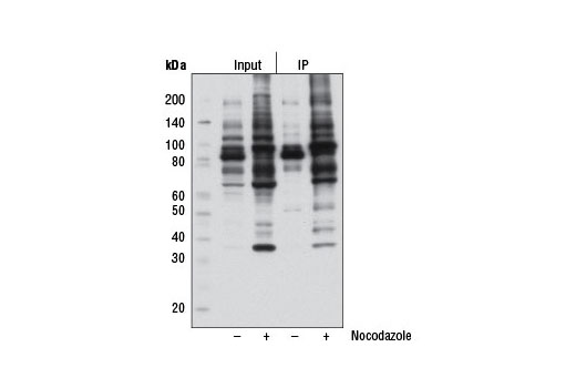 Immunoprecipitation Image 1: Phospho-Thr-Pro-Glu (C32G12) Rabbit mAb