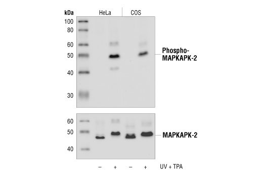 Western Blotting Image 1: Phospho-MAPKAPK-2 (Thr334) (27B7) Rabbit mAb