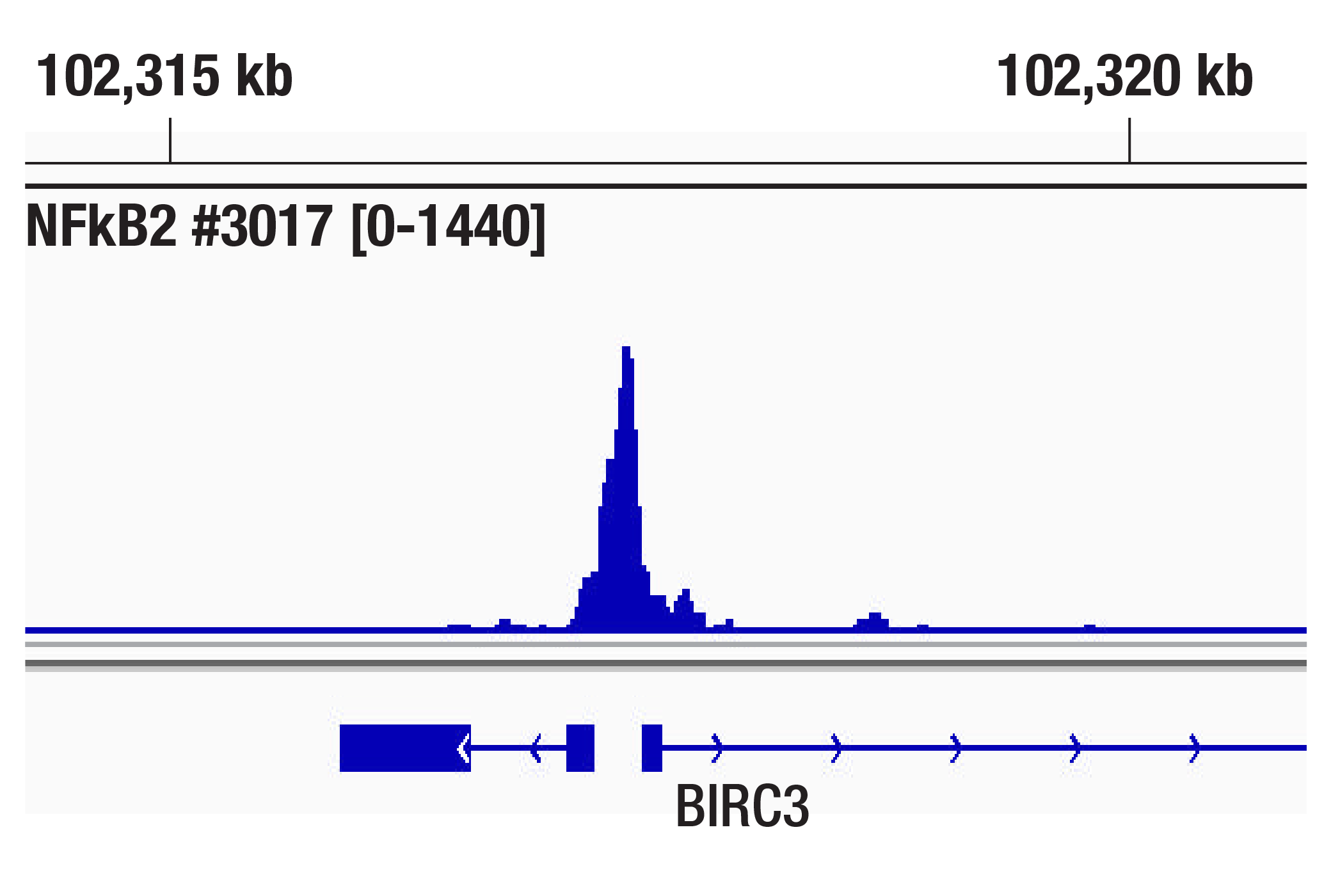 CUT and Tag Image 1: NF-κB2 p100/p52 (18D10) Rabbit mAb