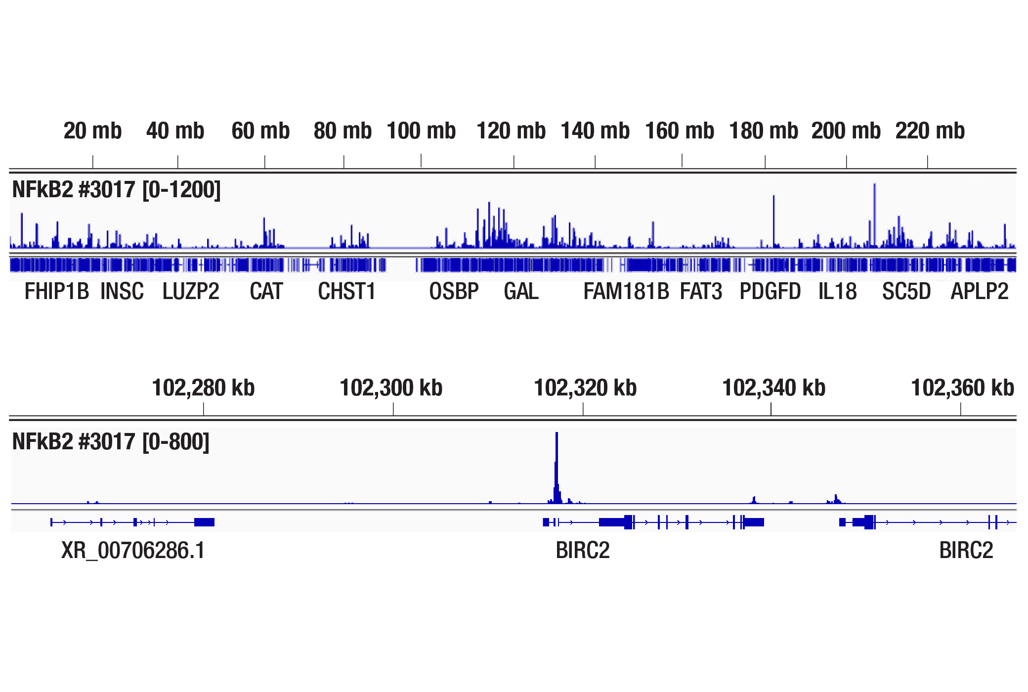 CUT and Tag Image 2: NF-κB2 p100/p52 (18D10) Rabbit mAb