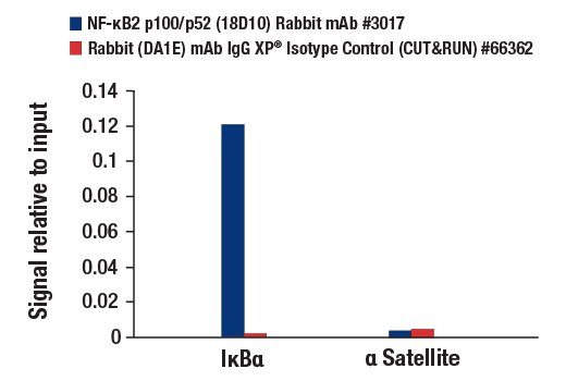 CUT and RUN Image 3: NF-κB2 p100/p52 (18D10) Rabbit mAb