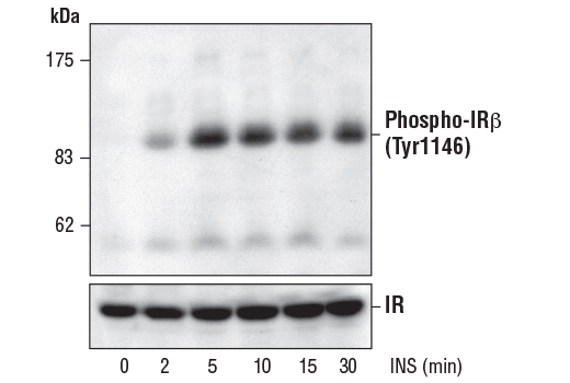 Western Blotting Image 1: Phospho-IGF-I Receptor β (Tyr1131)/Insulin Receptor β (Tyr1146) Antibody