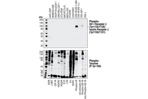 Western Blotting Image 2: Phospho-IGF-I Receptor β (Tyr1135/1136)/Insulin Receptor β (Tyr1150/1151) (19H7) Rabbit mAb