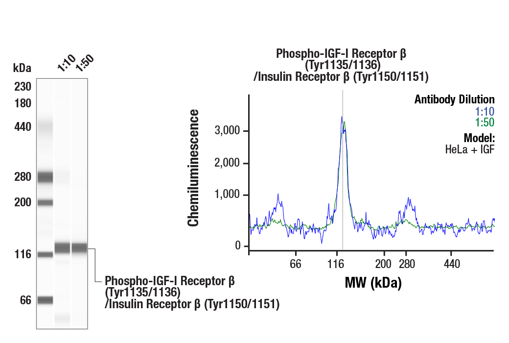Western Blotting Image 3: Phospho-IGF-I Receptor β (Tyr1135/1136)/Insulin Receptor β (Tyr1150/1151) (19H7) Rabbit mAb